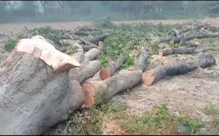 Farrukhabad News : वन विभाग की मिली भगत से दिन दहाड़े काटे जा रहे हरे भरे लहलहाते हुए पेड़