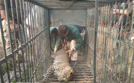 फर्रुखाबाद ब्रेकिंग :-   तेंदुआ को काफी कड़ी मशक्कत के बाद कानपुर से आई टीम ने जाल से पकड़ा