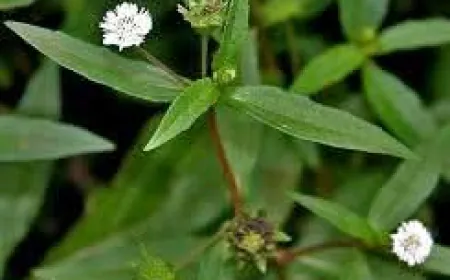 भ्रंगराज / Bhrangraj