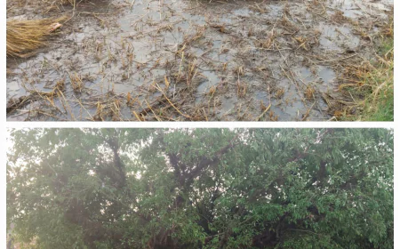 तेज आंधी-तूफान ने मचाई तबाही, टीनशेड गिरने से एक घायल, तंबाकू और आम फसल को भारी नुकसान