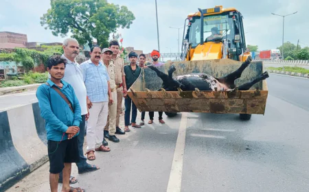 तेज रफ्तार कार की टक्कर से घायल व्यक्ति, गोवंश की मौत