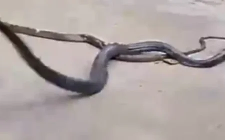 कोबरा ने निगला सांप का बच्चा, खौफनाक मंजर कैमरे में कैद