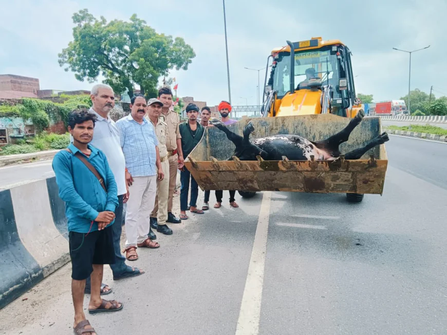 तेज रफ्तार कार की टक्कर से घायल व्यक्ति, गोवंश की मौत