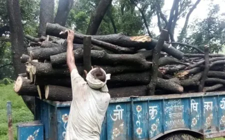 प्रतिबंधित वृक्षों पर चलती आरी सूचना देने के बाद भी नही होती कार्रवाई