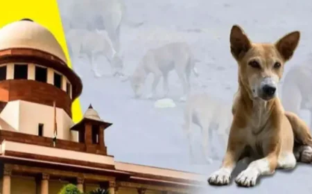 आवारा कुत्तों की होगी नसबंदी और रैबिज टीकाकरण राज्यों की जिम्मेदारी, आशा करेगी पहचान