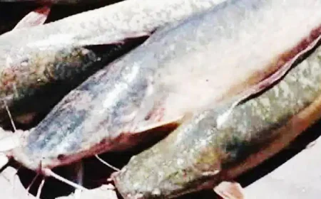 Farrukhabad News : खतरनाक मांगुर मछली, गल्ला मंडी में धड़ल्ले से बिक रही