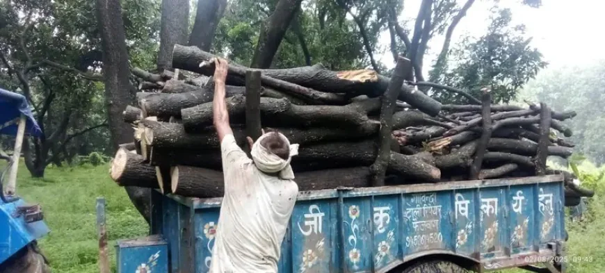 प्रतिबंधित वृक्षों पर चलती आरी सूचना देने के बाद भी नही होती कार्रवाई