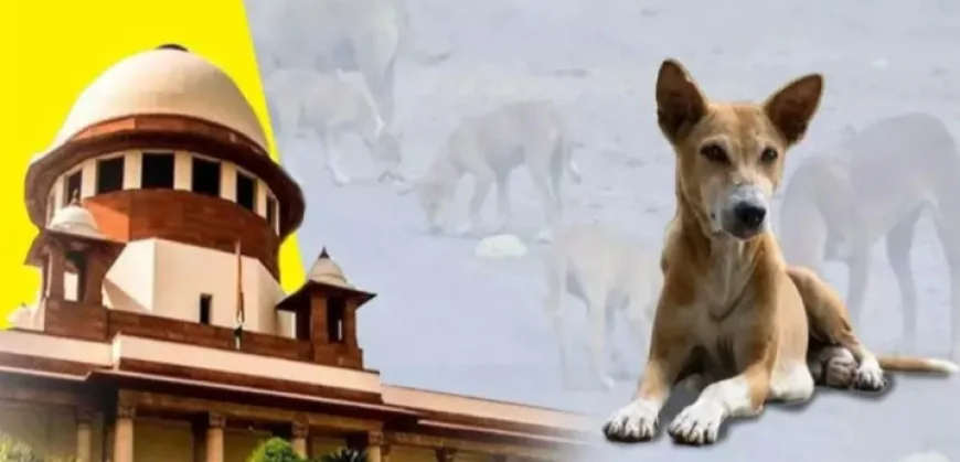 आवारा कुत्तों की होगी नसबंदी और रैबिज टीकाकरण राज्यों की जिम्मेदारी, आशा करेगी पहचान