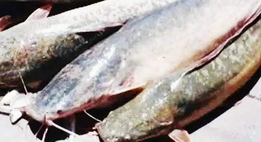 Farrukhabad News : खतरनाक मांगुर मछली, गल्ला मंडी में धड़ल्ले से बिक रही