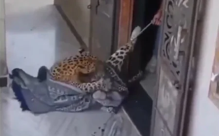 उदयपुर की शेरनी": घर में घुसे तेंदुए को महिला ने रस्सी से कसा, बहादुरी देख हैरान रह गए लोग!
