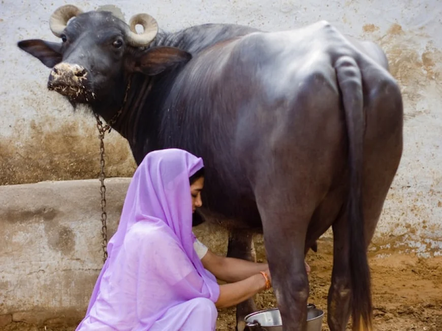 Etah News : आवारा कुत्ते और भैसों के गोबर की गंदगी बन रही जानलेवा मुसीबत!
