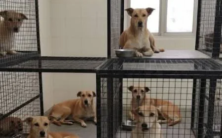 फर्रुखाबाद में आवारा कुत्तों की होगी नसबंदी: नसबंदी के लिए टीम पहुंच चुकी है जिले में