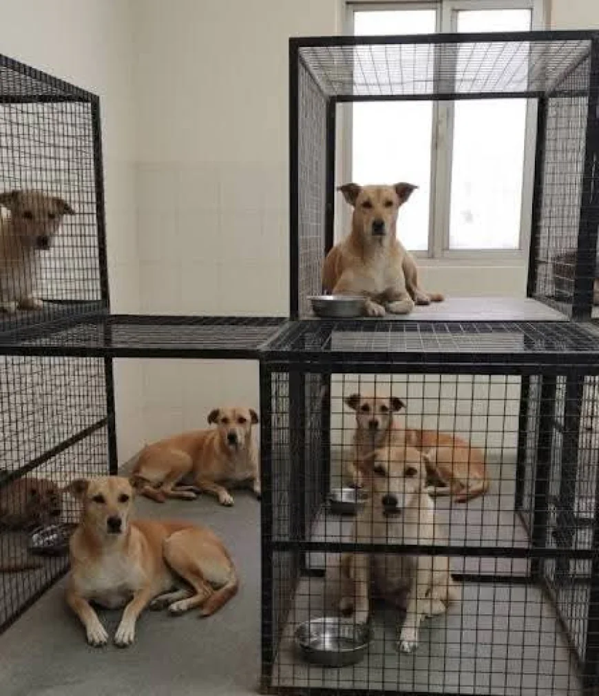 फर्रुखाबाद में आवारा कुत्तों की होगी नसबंदी: नसबंदी के लिए टीम पहुंच चुकी है जिले में