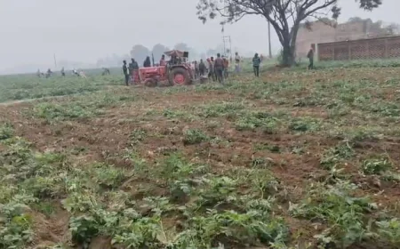 Farrukhabad News : मंडी में मंदी का असर, किसान ने आलू की खड़ी फसल जोती