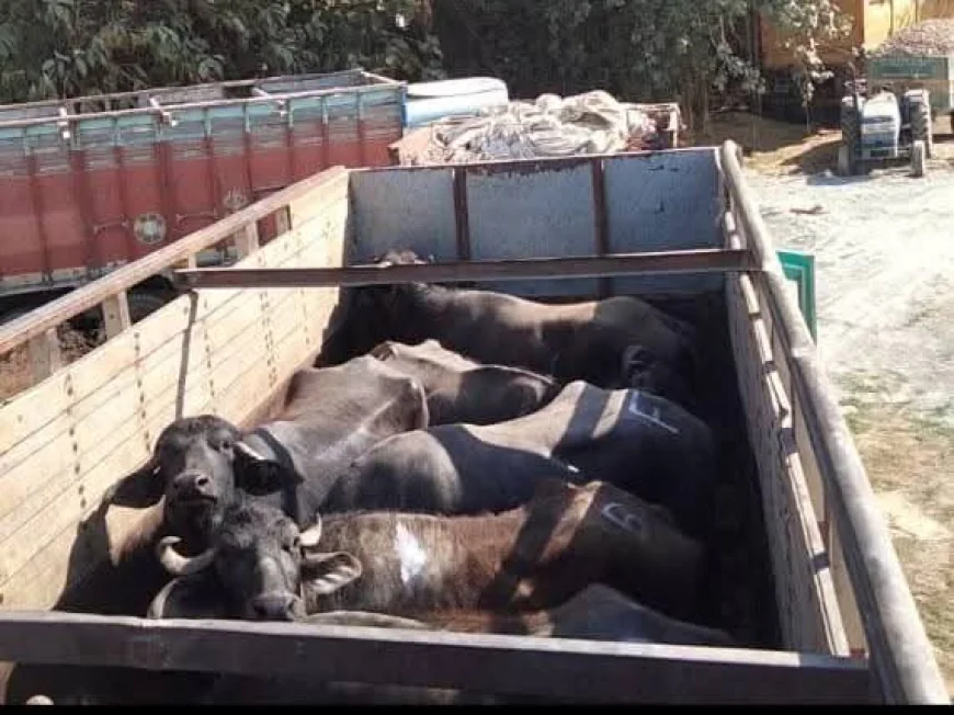 Farrukhabad News :  कट्टी के भैसे से भरा ट्रक पकड़ा गया, 25 जानवर अमानवीय हालात में मिले, मुकदमा दर्ज