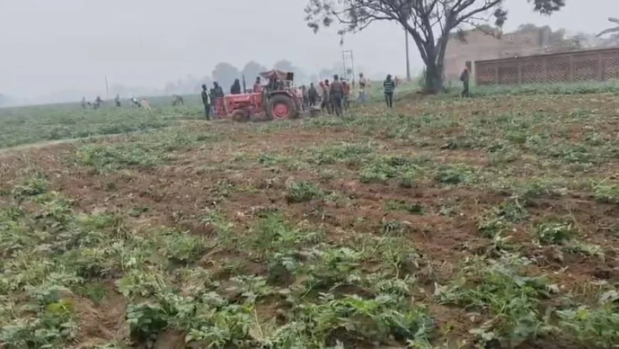 Farrukhabad News : मंडी में मंदी का असर, किसान ने आलू की खड़ी फसल जोती
