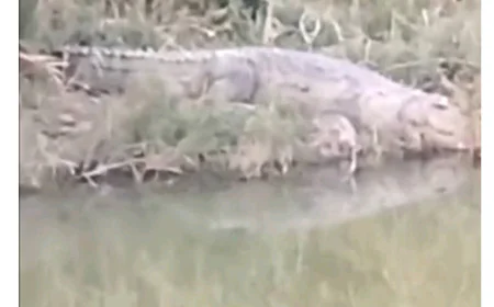 Farrukhabad News :  गंगा किनारे मछली पकड़ रहे ग्रामीणों के छूटे पसीने, धूप सेंकने बाहर निकला विशालकाय मगरमच्छ