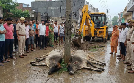 बारिश में खंभे से उतरा करंट, दो गायों की मौत; लोगों ने बिजली विभाग पर लगाया लापरवाही का आरोप