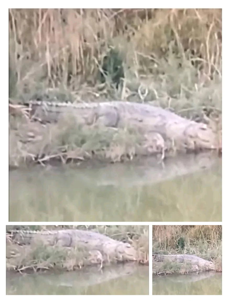 Farrukhabad News :  गंगा किनारे मछली पकड़ रहे ग्रामीणों के छूटे पसीने, धूप सेंकने बाहर निकला विशालकाय मगरमच्छ