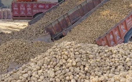 मंडी में आलू की अच्छी बोली, हालैंड 821 रुपये तक