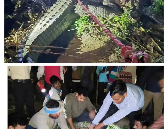 बिहारीपुर गांव में घुसा 12 फीट लंबा मगरमच्छ, 4 घंटे चले रेस्क्यू के बाद पकड़ा गया