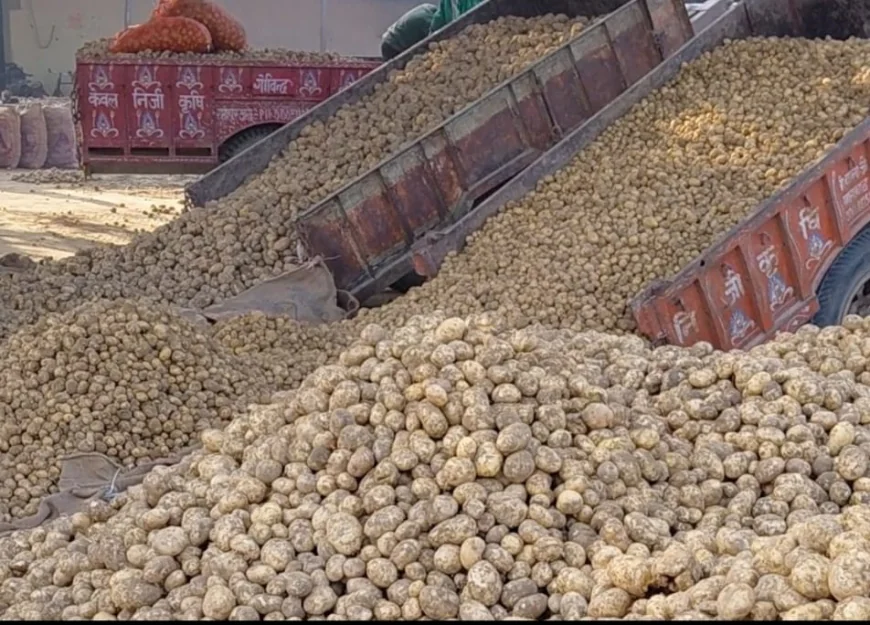 मंडी में आलू की अच्छी बोली, हालैंड 821 रुपये तक