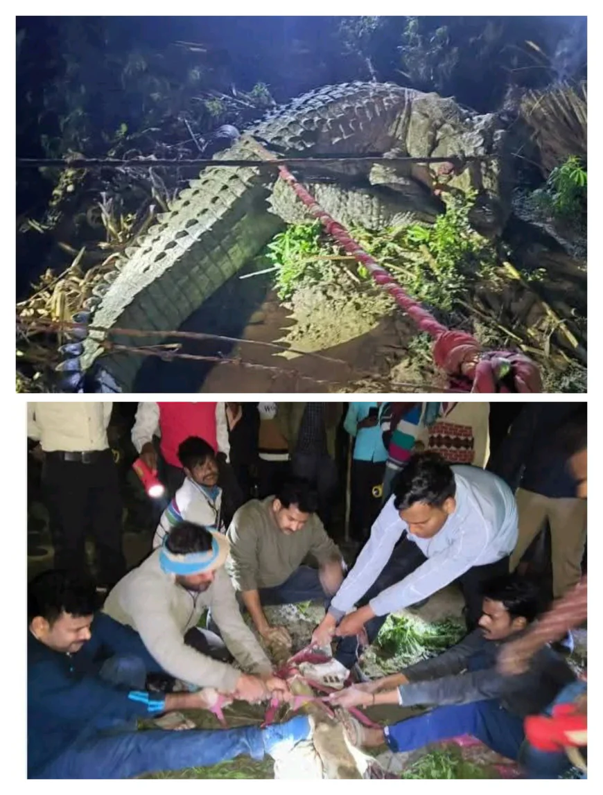 बिहारीपुर गांव में घुसा 12 फीट लंबा मगरमच्छ, 4 घंटे चले रेस्क्यू के बाद पकड़ा गया