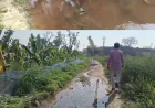 Farrukhabad : नाले के जलभराव से किसानों की फसलें बर्बाद, ग्राम प्रधान ने झाड़ा पल्ला