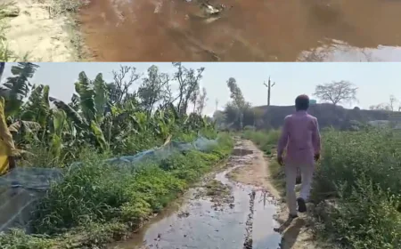 Farrukhabad : नाले के जलभराव से किसानों की फसलें बर्बाद, ग्राम प्रधान ने झाड़ा पल्ला