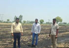 पराली जलाने पर सख्त कार्रवाई, किसानों से अपील—वैकल्पिक तरीकों को अपनाएं: उप कृषि निदेशक