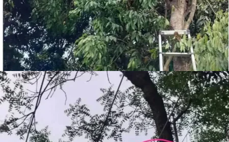 33 KV लाइन बिछाने में ठेकेदार की जुगाड़, पोल की जगह पेड़ में फंसाया हाई-वोल्टेज इंसुलेटर