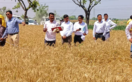 जिलाधिकारी ने स्वयं दरांती उठा परखी गेहूं की पैदावार, क्रॉप कटिंग का किया निरीक्षण
