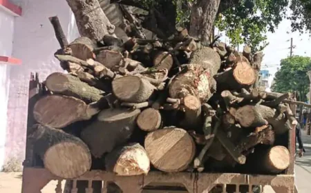 शमशाबाद में लकड़ी माफियाओं का आतंक: वन विभाग टीम पर हमला, ट्रैक्टर-ट्रॉली छोड़ फरार