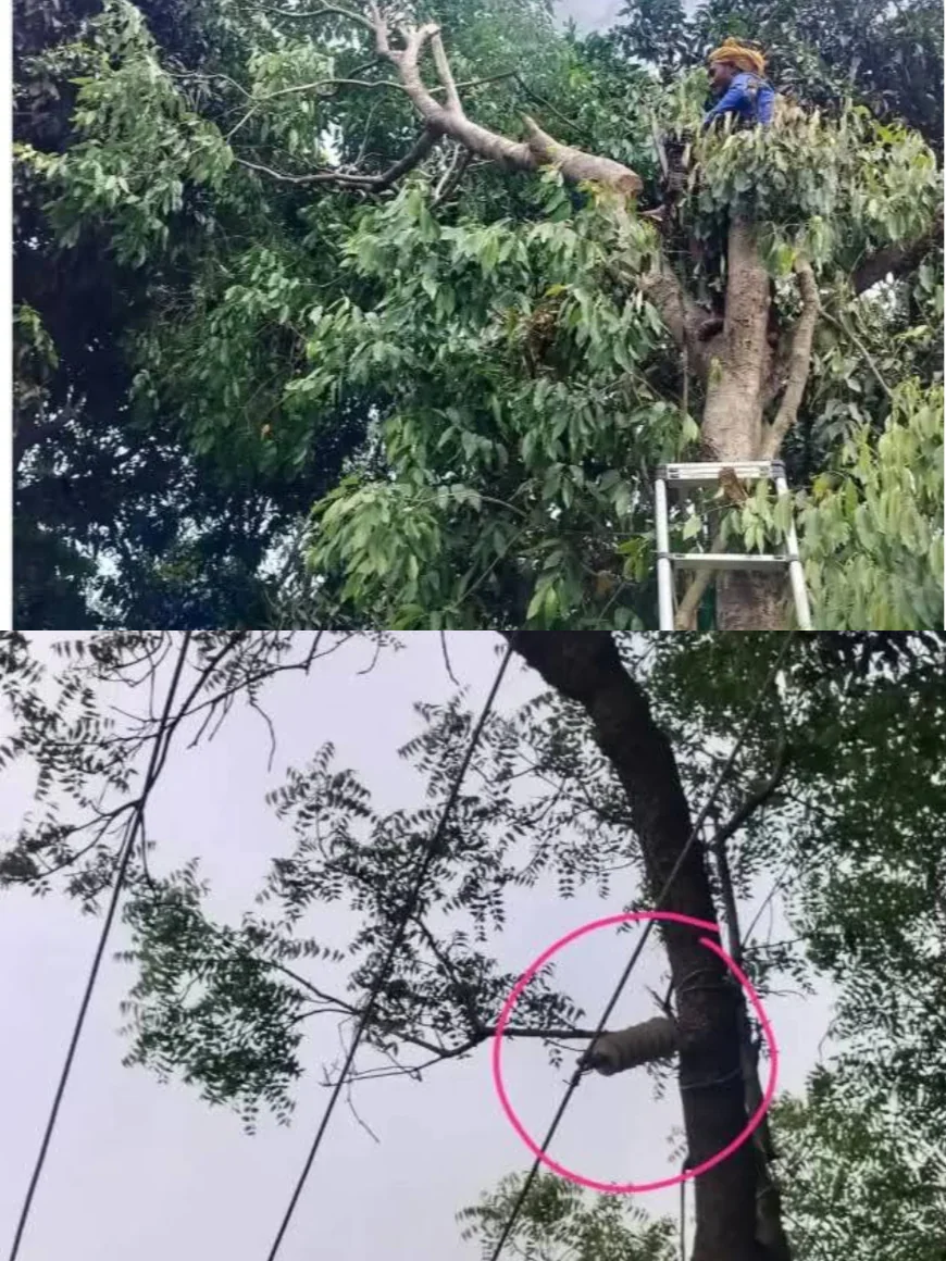 33 KV लाइन बिछाने में ठेकेदार की जुगाड़, पोल की जगह पेड़ में फंसाया हाई-वोल्टेज इंसुलेटर