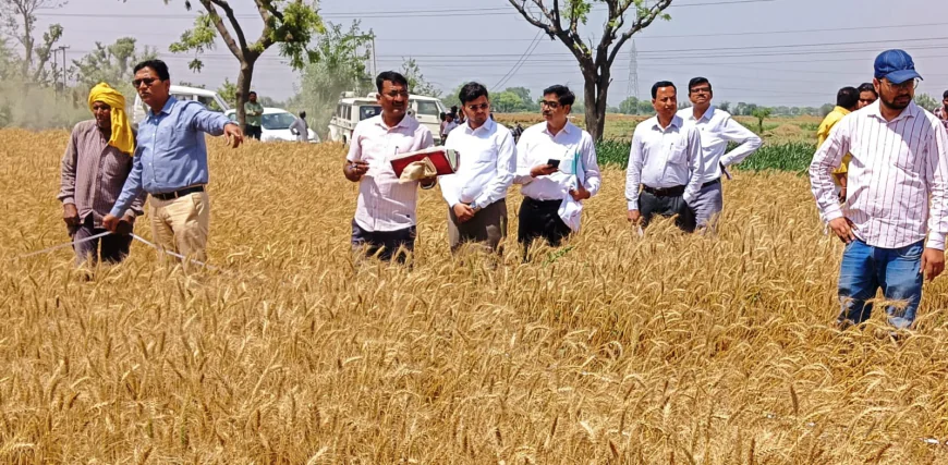 जिलाधिकारी ने स्वयं दरांती उठा परखी गेहूं की पैदावार, क्रॉप कटिंग का किया निरीक्षण