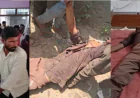 कायमगंज में दर्दनाक हादसा: मोबाइल पर बात कर रहे डंपर चालक ने छात्रा को कुचला, हालत गंभीर