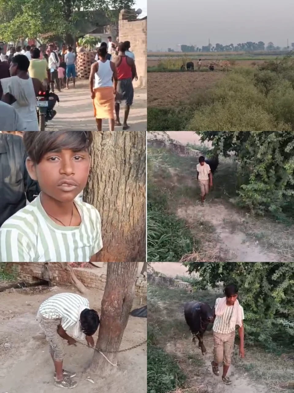 भैंस चोरों के हौसले बुलंद, पुलिस बेखबर: ग्रामीणों ने एक दबोचा, दो की पहचान वीडियो से