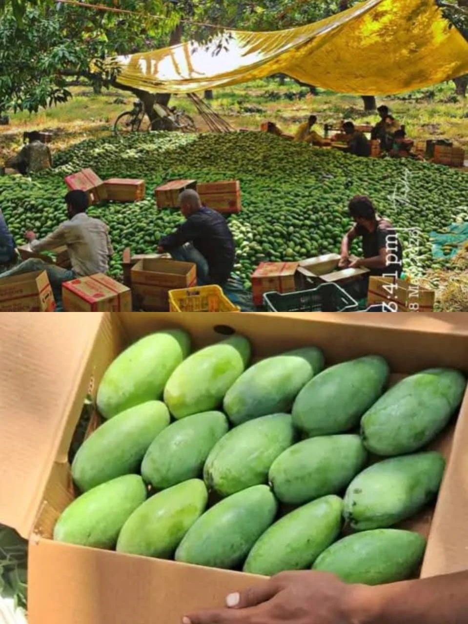 मौसम की मार से कायमगंज का दशहरी आम बौना, किसानों पर आर्थिक संकट