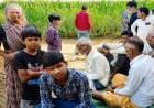 शमशाबाद में पशुपालक की तीन भैंसें चोरी, साढ़े तीन लाख का नुकसान