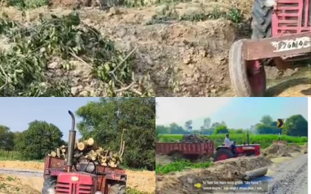 सड़क चौड़ीकरण में कटे पेड़ों की लकड़ी पर उठे सवाल, वन विभाग पर मिलीभगत के आरोप