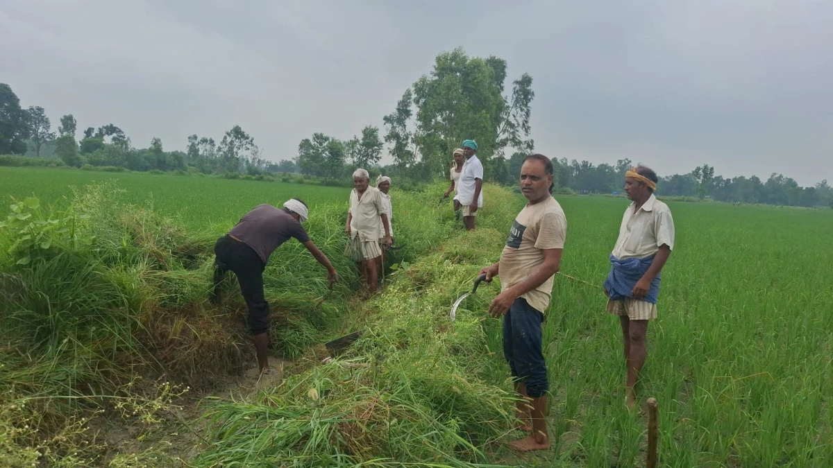 Kasganj news शिकायतों के बाद भी नहीं हुई गूल की सफाई, किसानों ने खुद संभाली जिम्मेदारी
