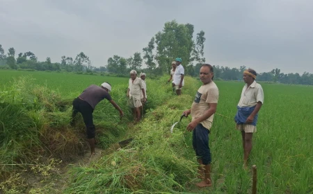 Kasganj news शिकायतों के बाद भी नहीं हुई गूल की सफाई, किसानों ने खुद संभाली जिम्मेदारी