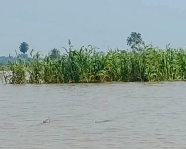 अमृतपुर में गंगा का रौद्र रूप: 21 हजार से अधिक लोग बाढ़ की चपेट में