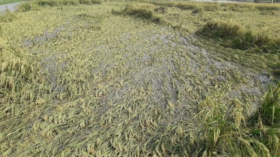 बारिश से फसलों में नुकसान होने पर 72 घंटे के भीतर दें सूचना