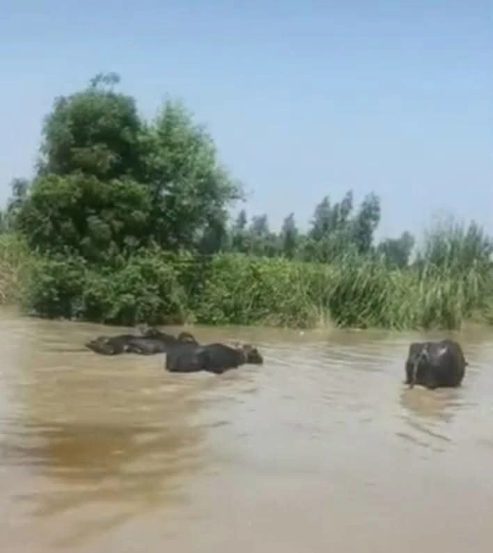 रामगंगा का रौद्र रूप: खतरे के निशान से ऊपर पानी, 30 गांवों में बाढ़ का संकट