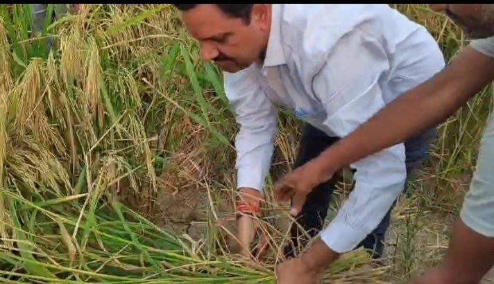 मैनपुरी: डीएम डॉ. इंद्रमणि त्रिपाठी ने खेत में उतरकर की धान की क्रॉप कटिंग