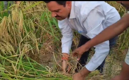 मैनपुरी: डीएम डॉ. इंद्रमणि त्रिपाठी ने खेत में उतरकर की धान की क्रॉप कटिंग