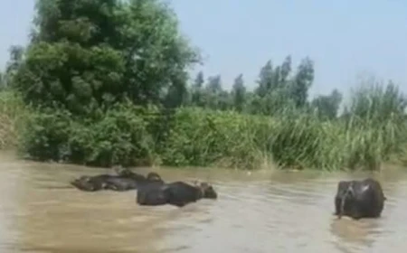 रामगंगा का रौद्र रूप: खतरे के निशान से ऊपर पानी, 30 गांवों में बाढ़ का संकट
